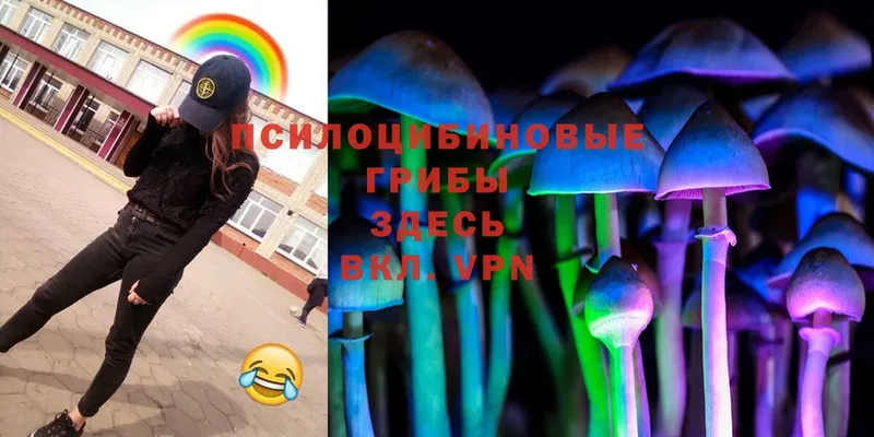 где продают наркотики  mega ССЫЛКА  Псилоцибиновые грибы MAGIC MUSHROOMS  Жердевка 